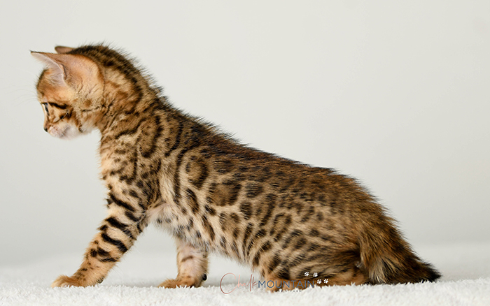 Bengal kitten for sale